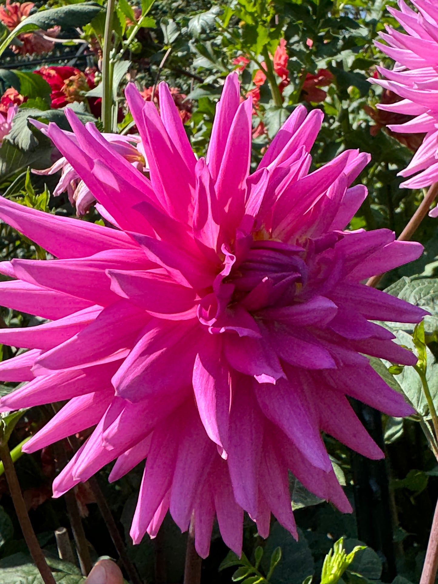 Bloomquist Charm Dahlia