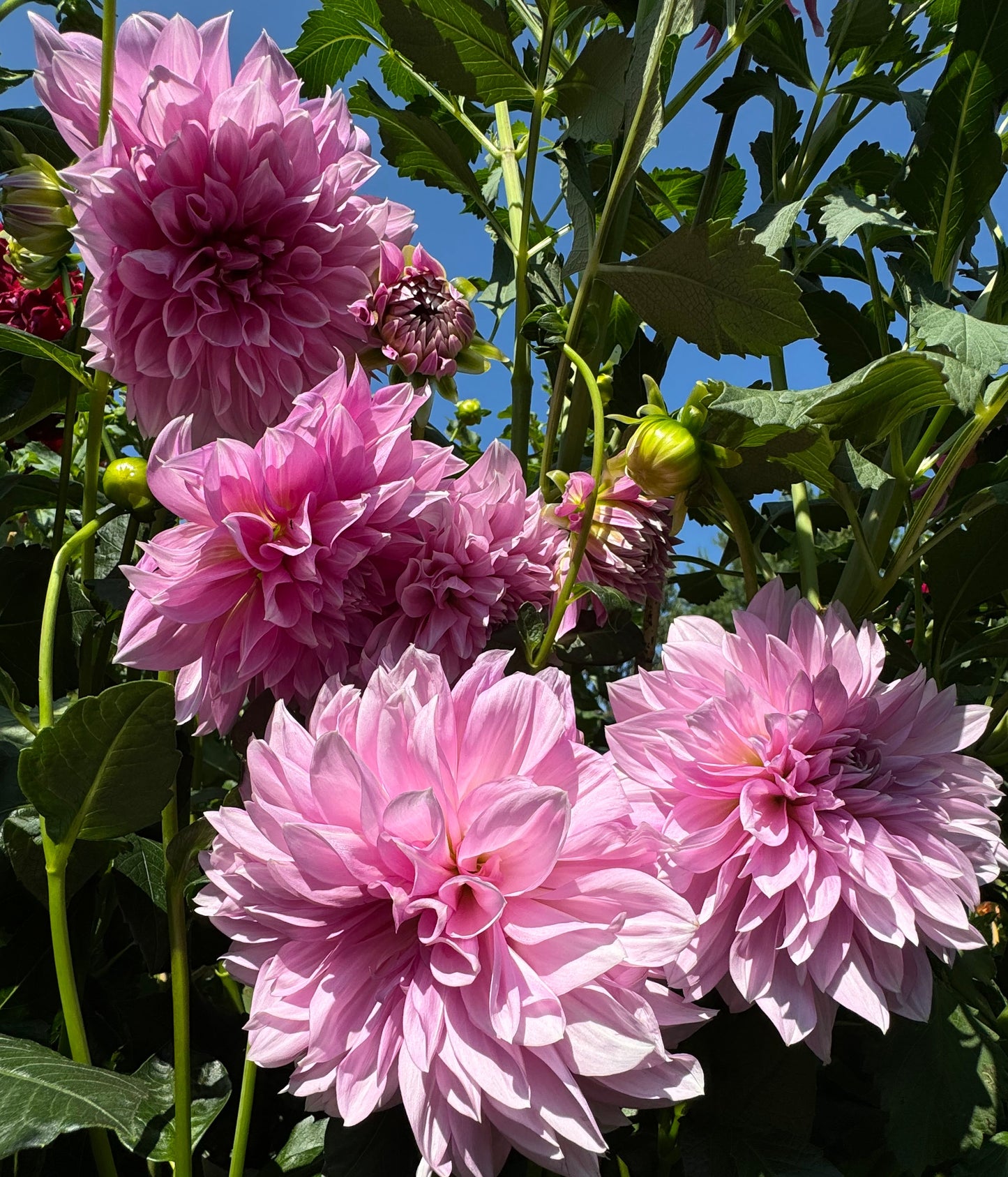 Islander Dahlia