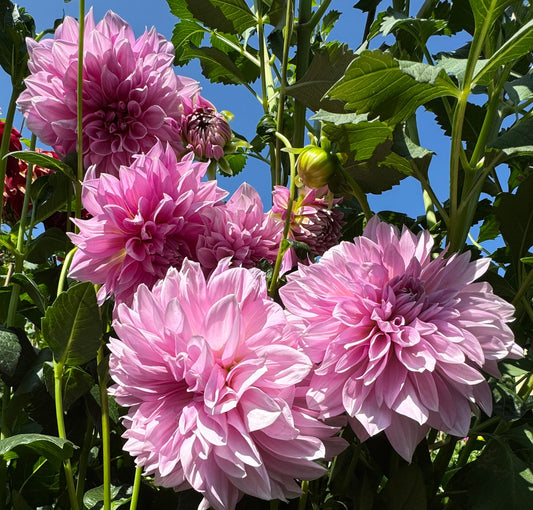 Islander Dahlia