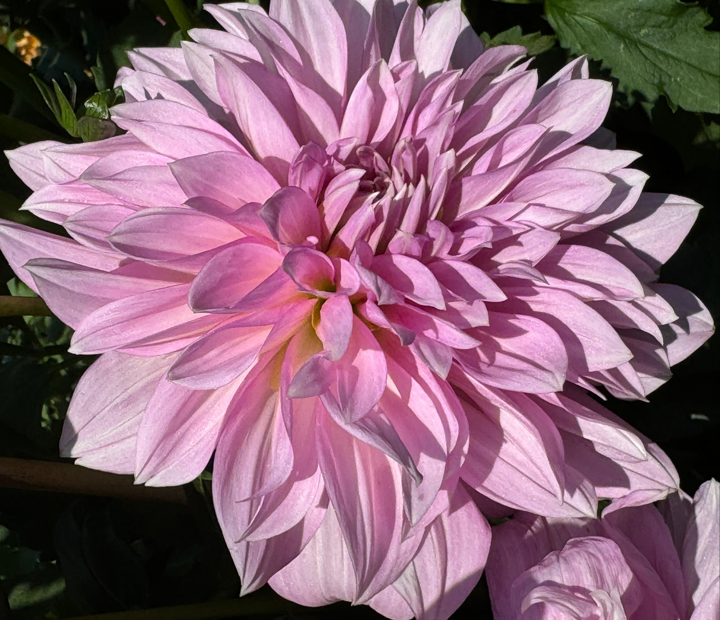 Islander Dahlia