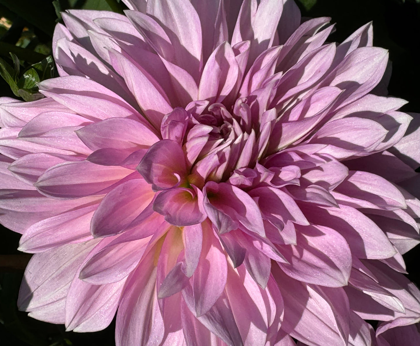 Islander Dahlia