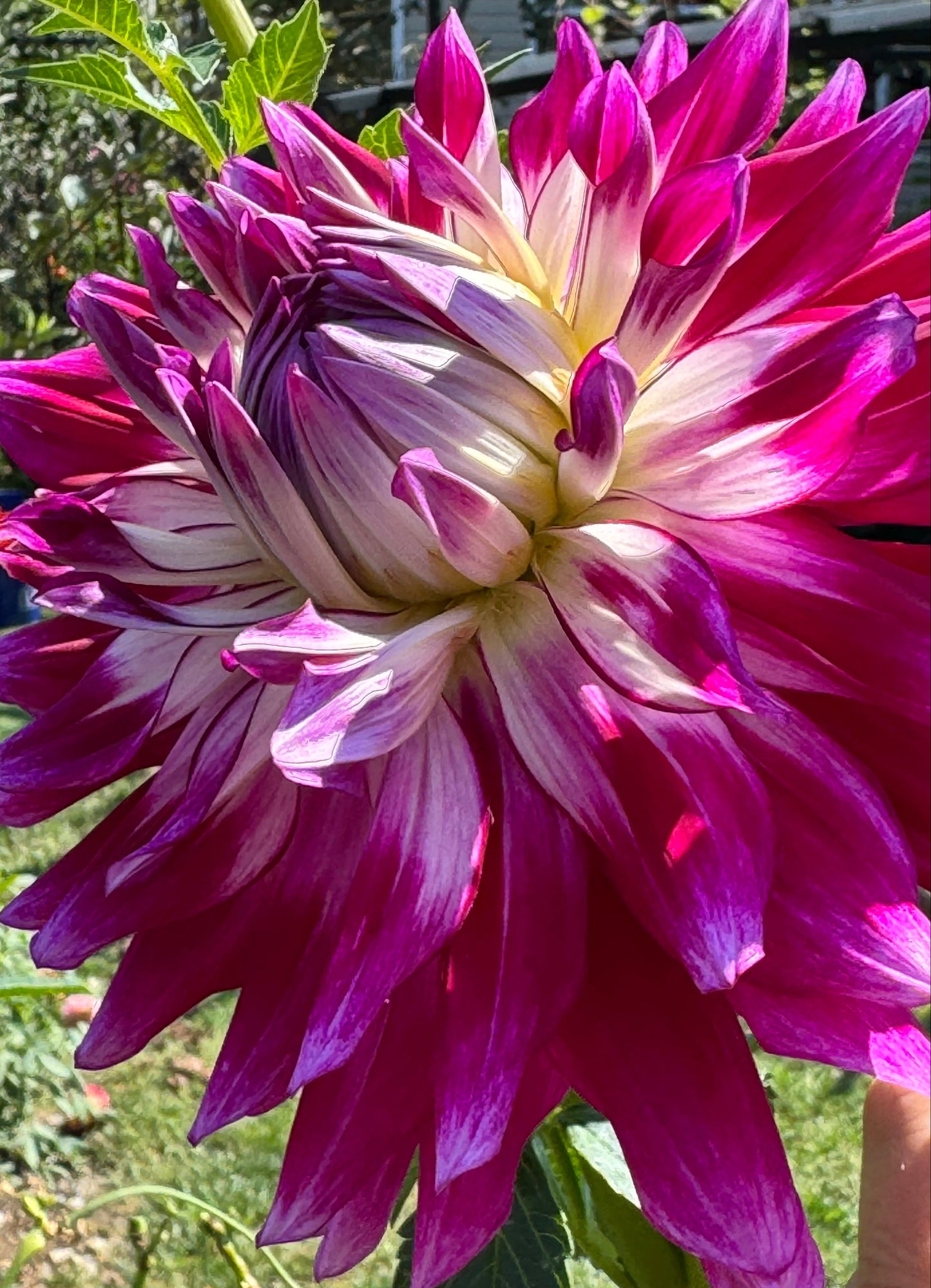 Glamour Girl Dahlia