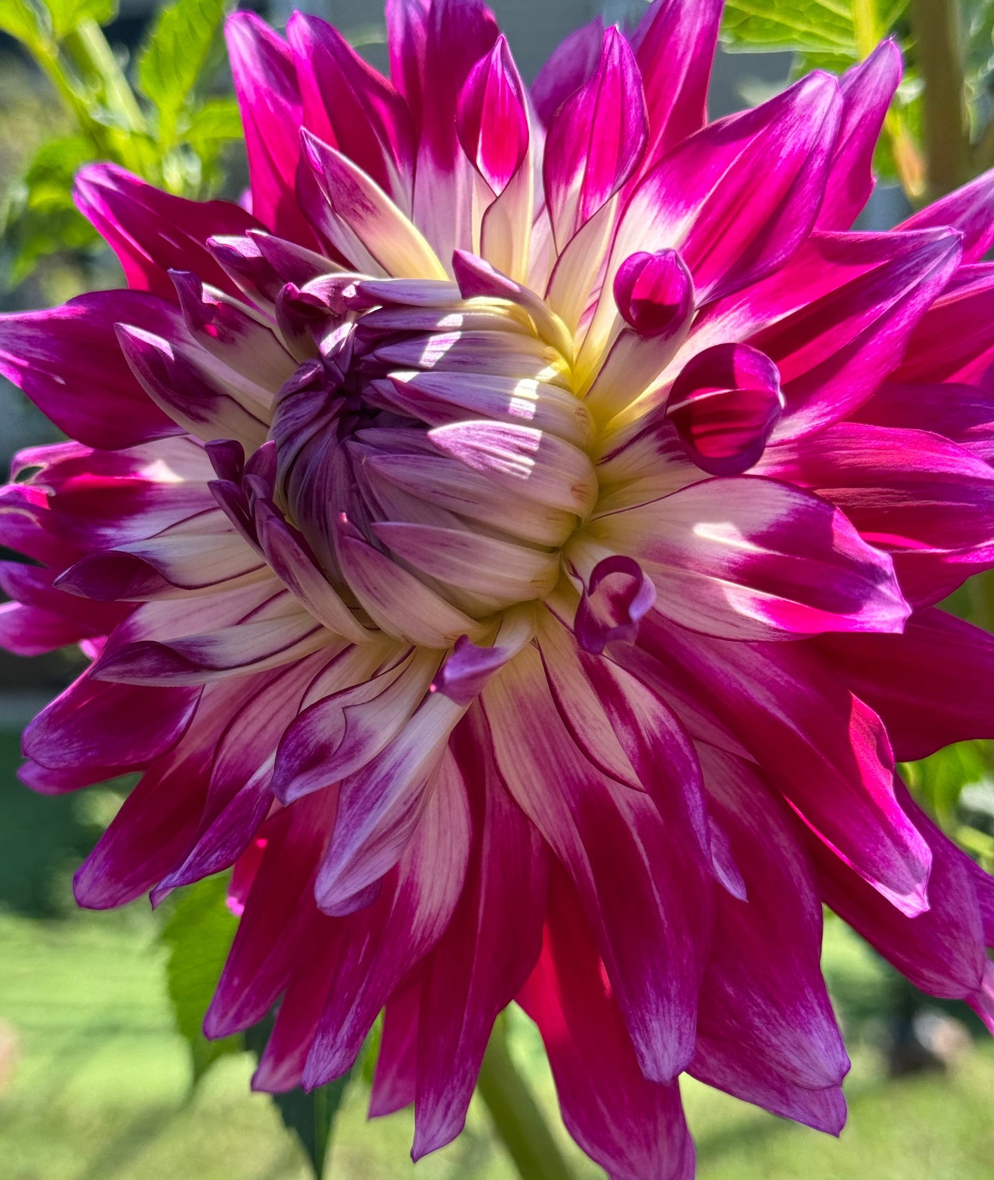 Glamour Girl Dahlia