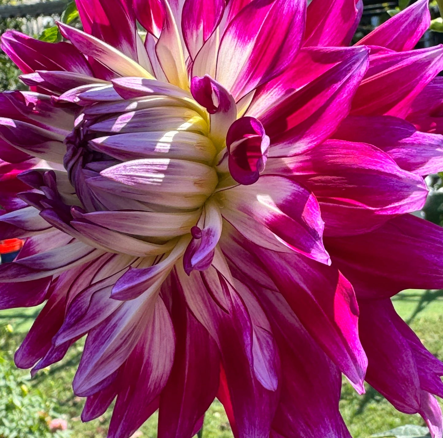 Glamour Girl Dahlia