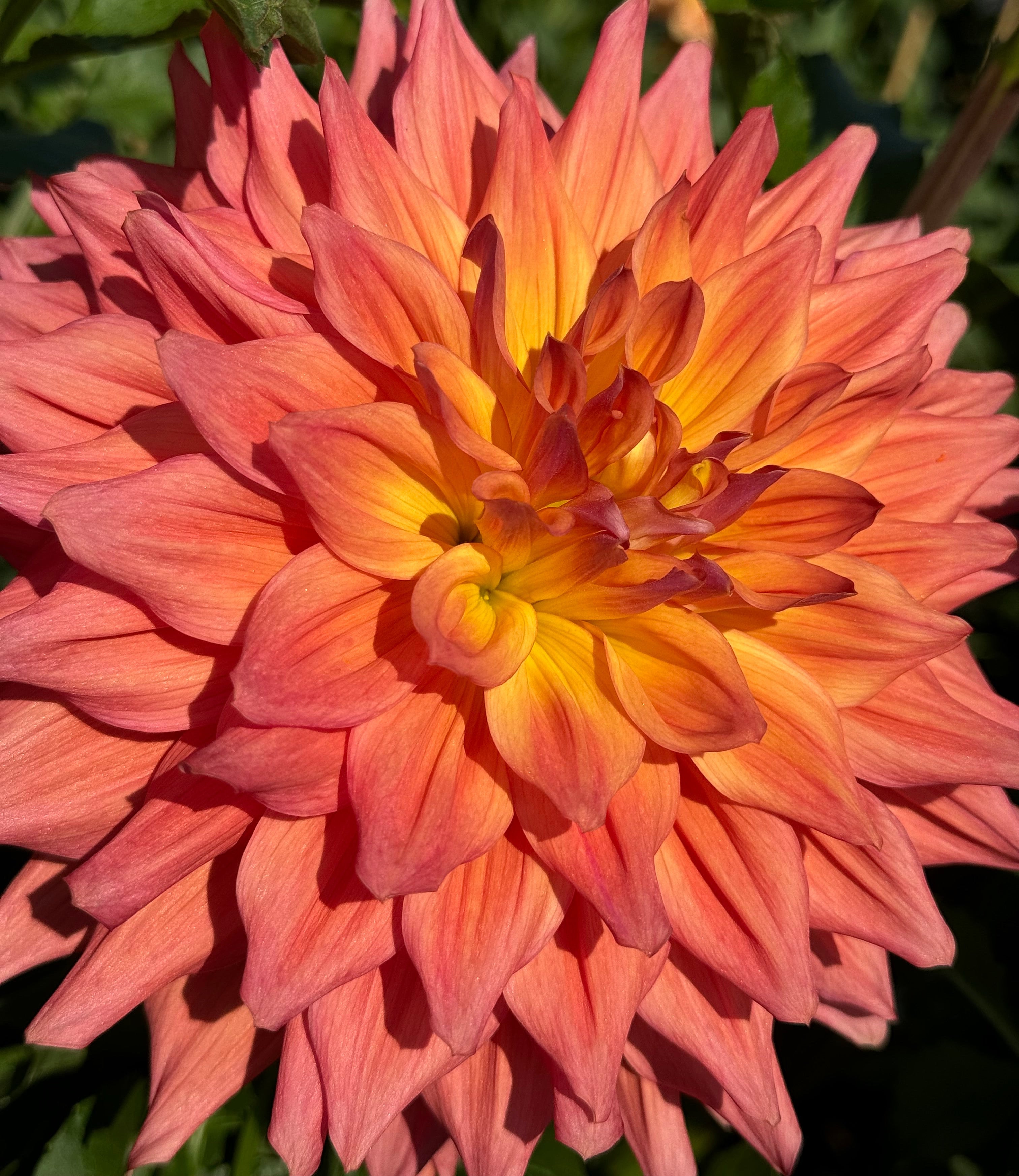 Chi Eez Whiz Dahlia – Draginas Flowers LLC