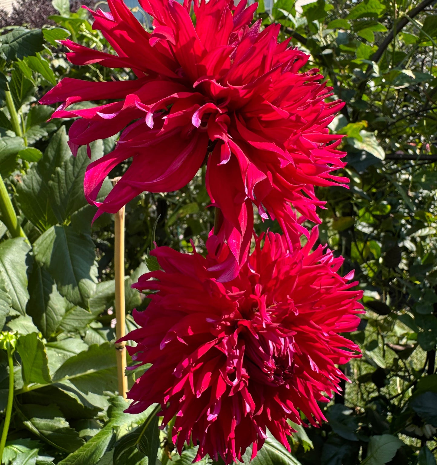 Pineland Prickles Dahlia