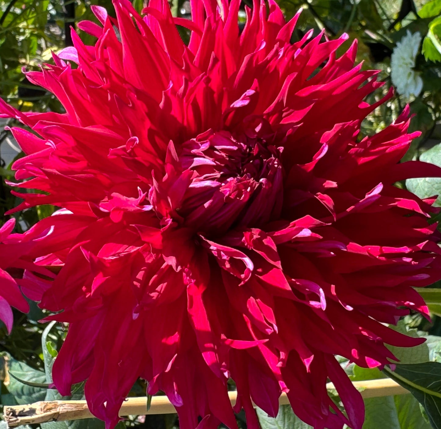 Pineland Prickles Dahlia