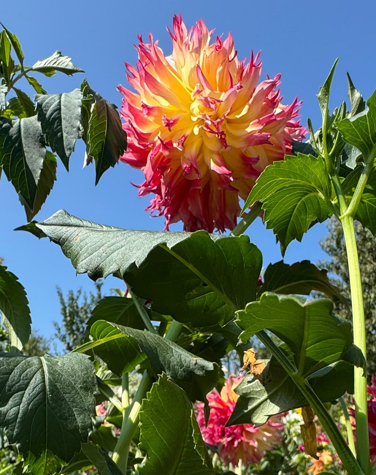 Bloomquist Boastful Dahlia