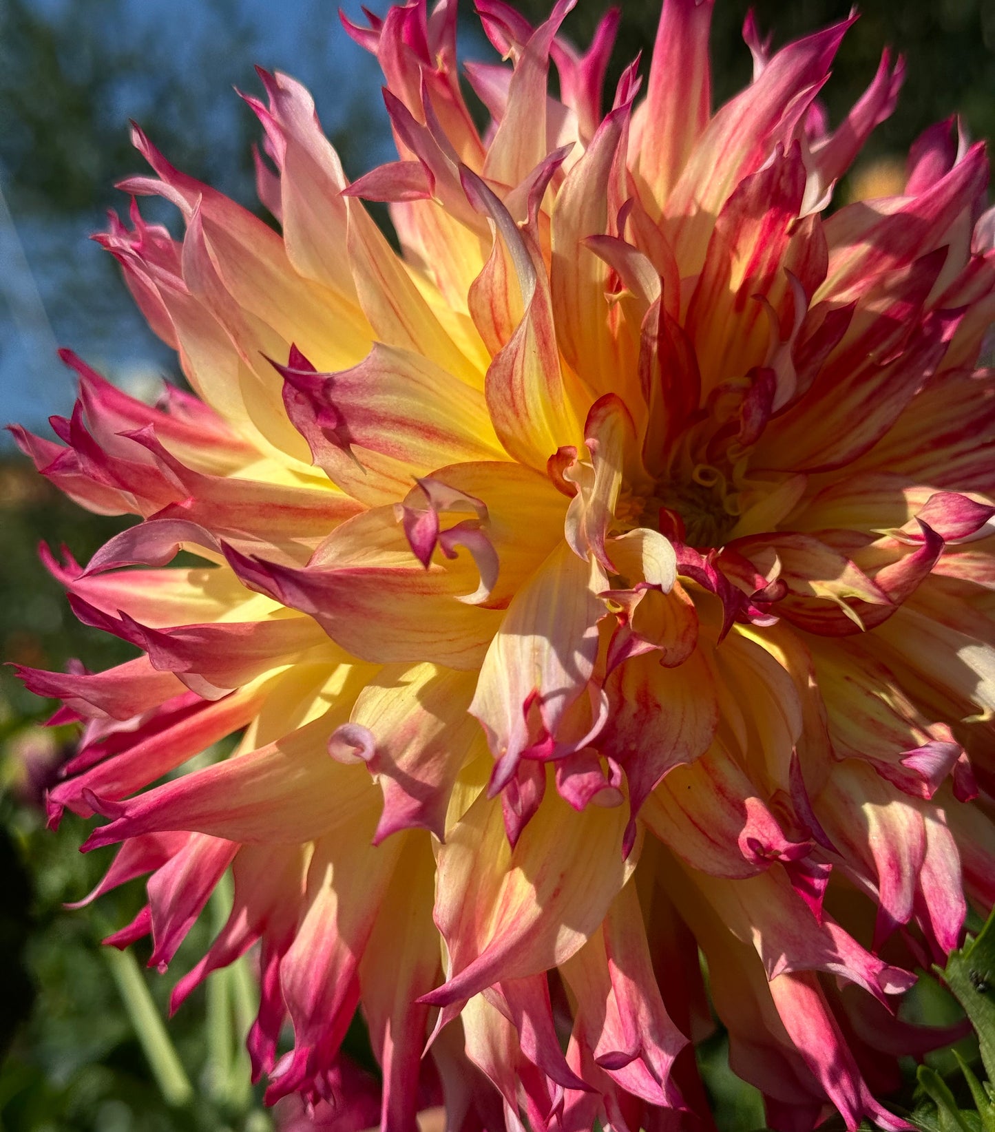 Bloomquist Boastful Dahlia