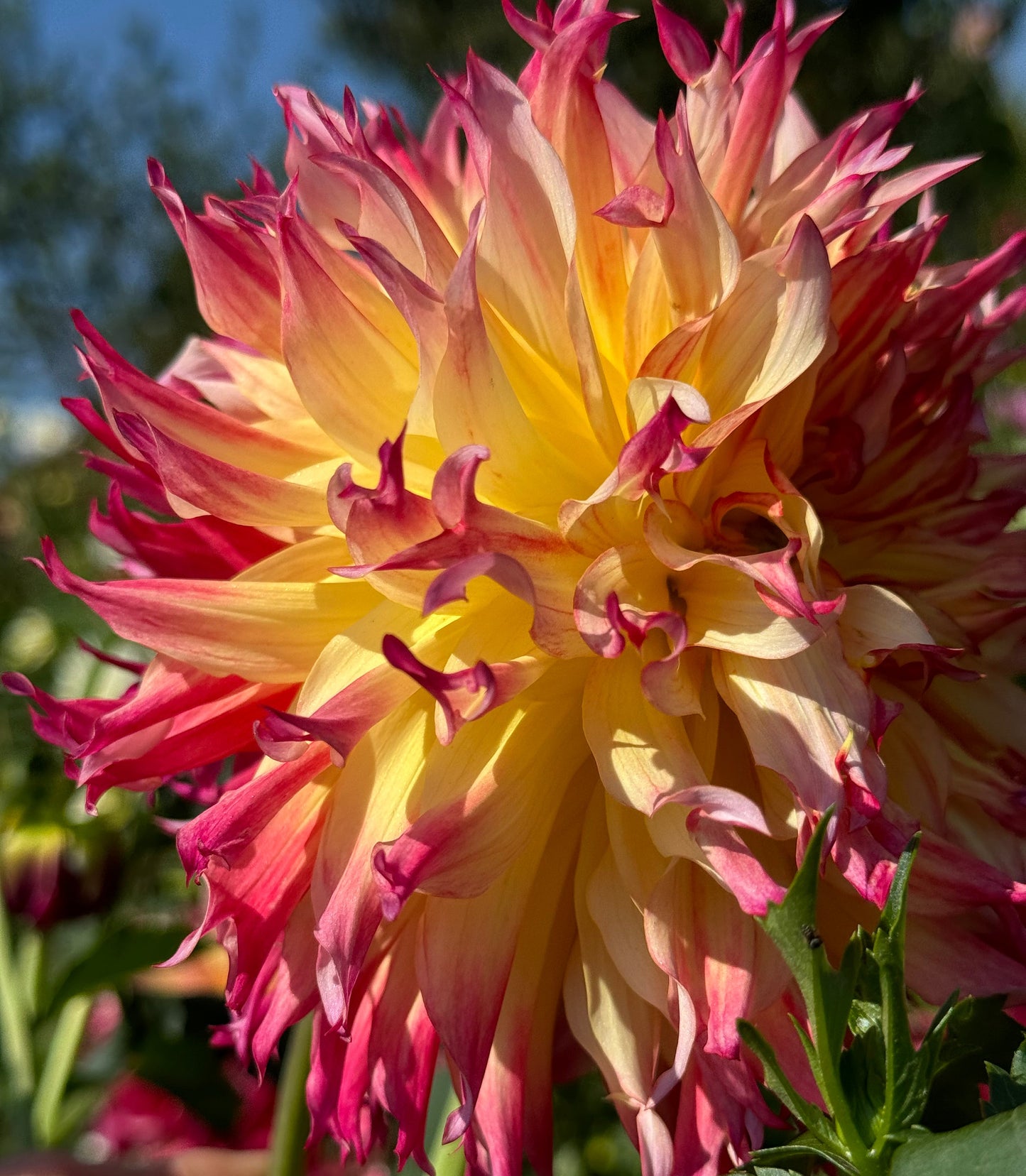 Bloomquist Boastful Dahlia