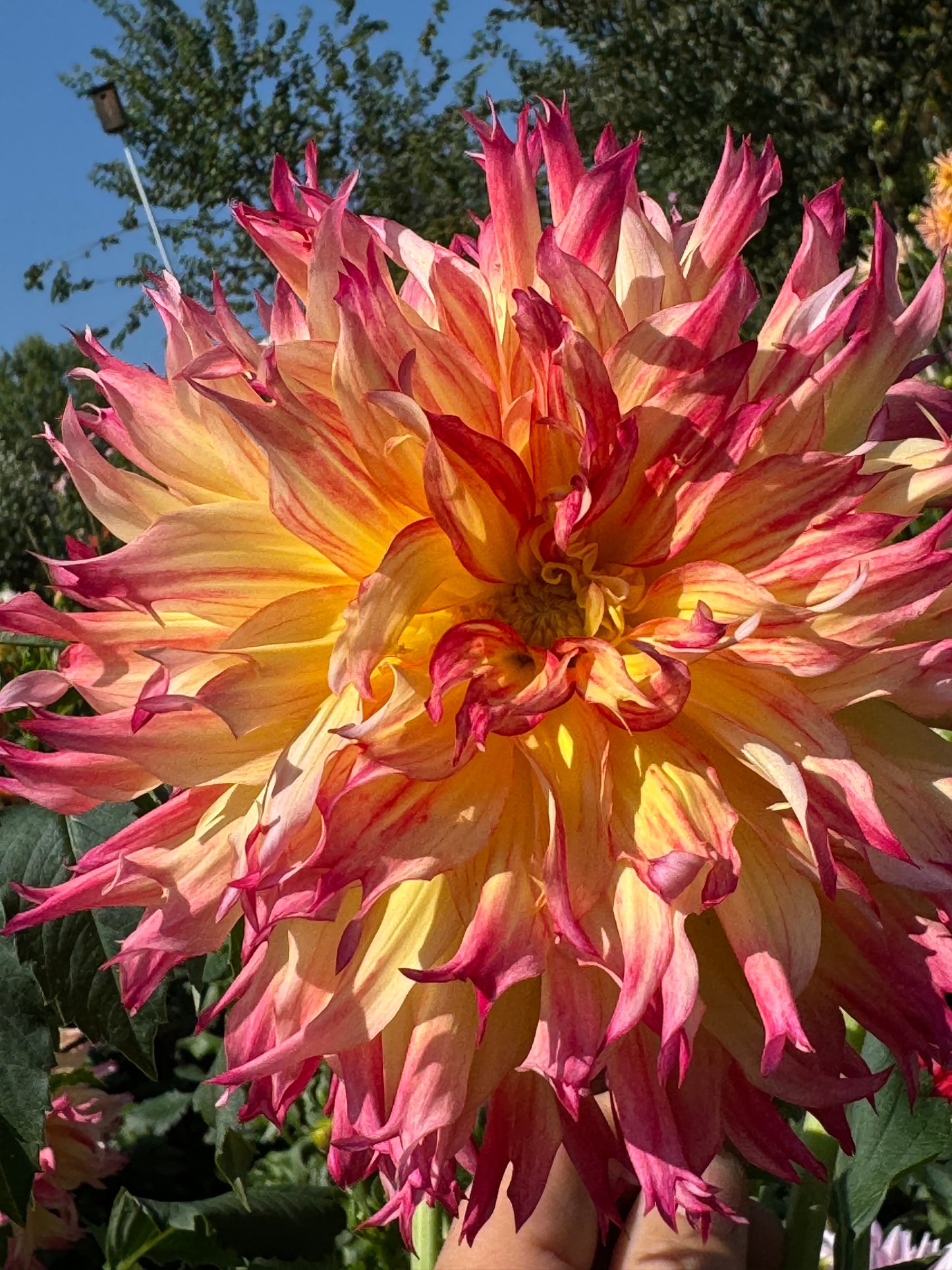 Bloomquist Boastful Dahlia