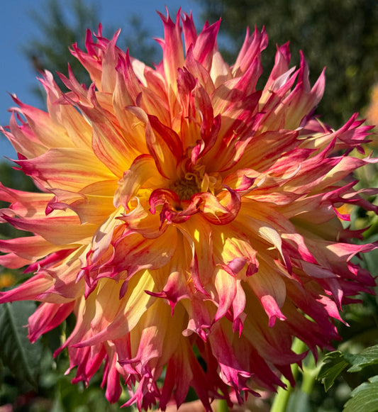 Bloomquist Boastful Dahlia