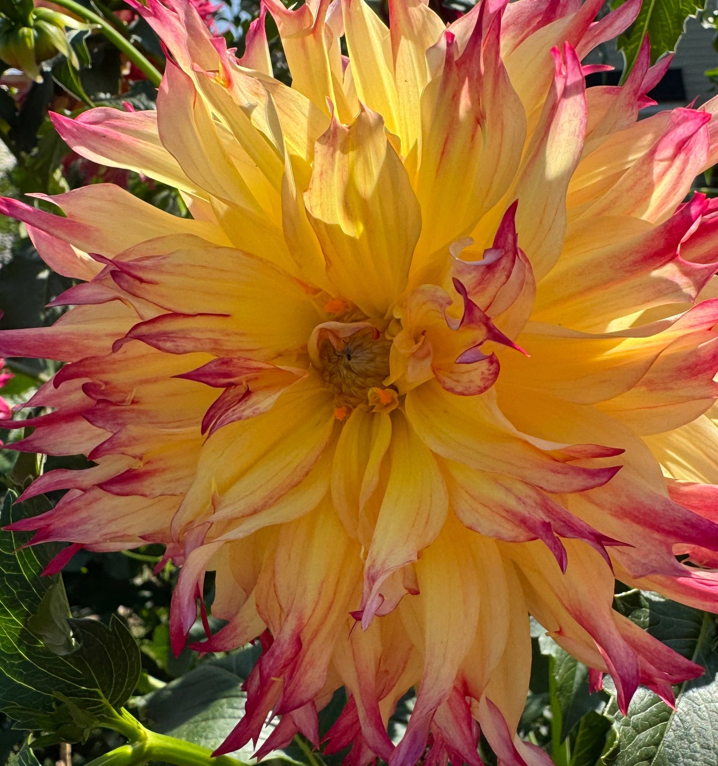 Bloomquist Boastful Dahlia