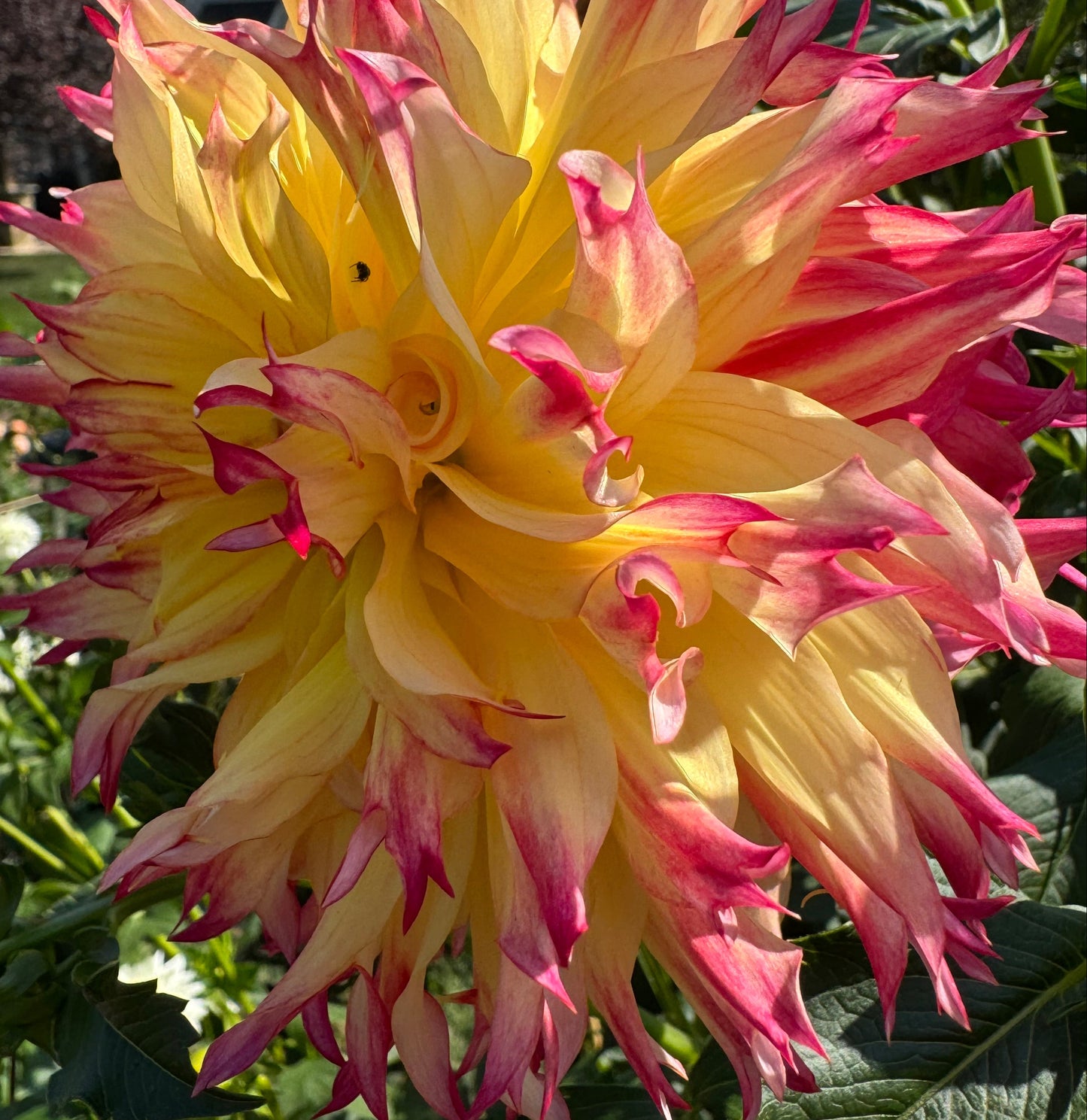 Bloomquist Boastful Dahlia