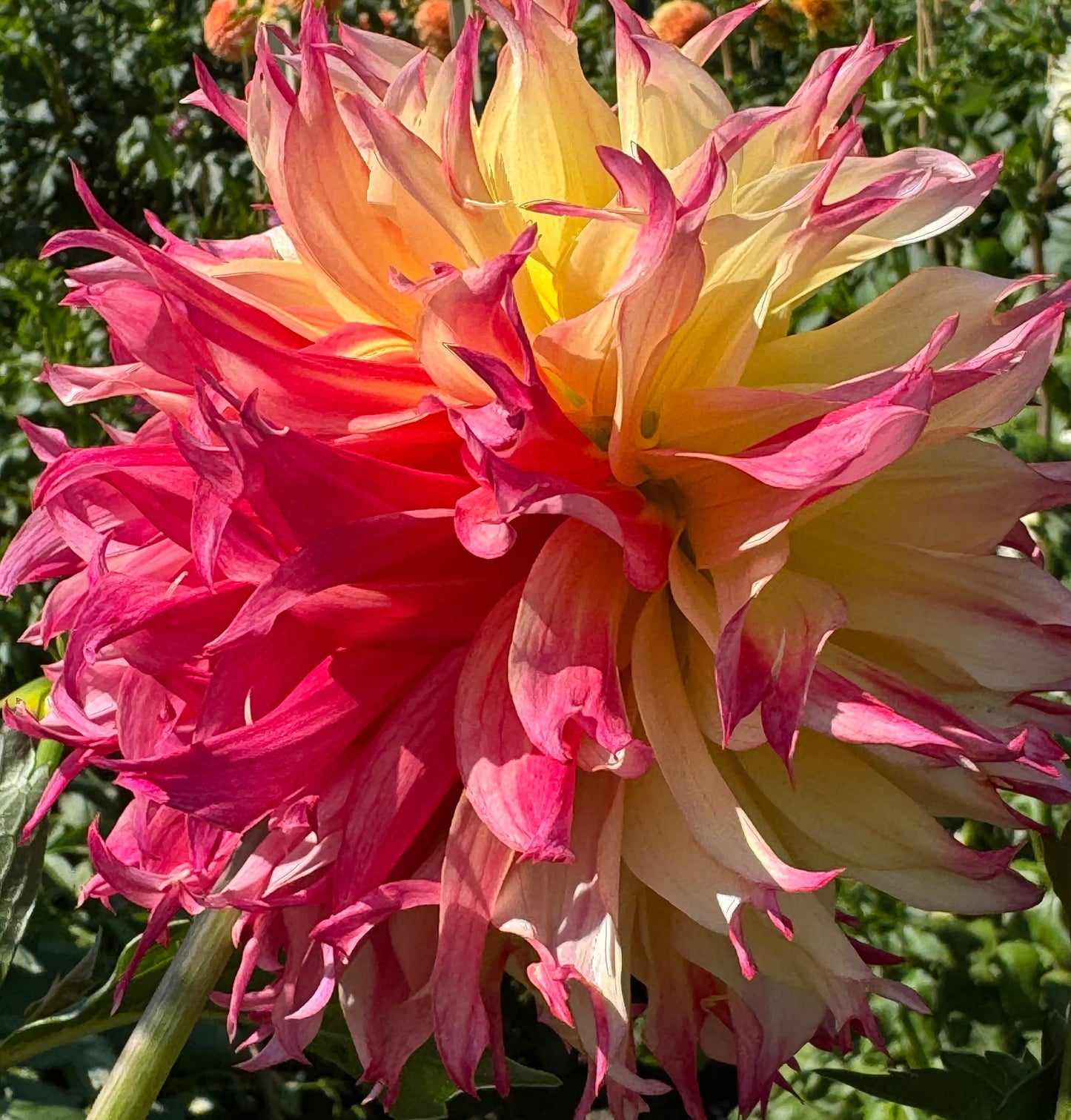 Bloomquist Boastful Dahlia