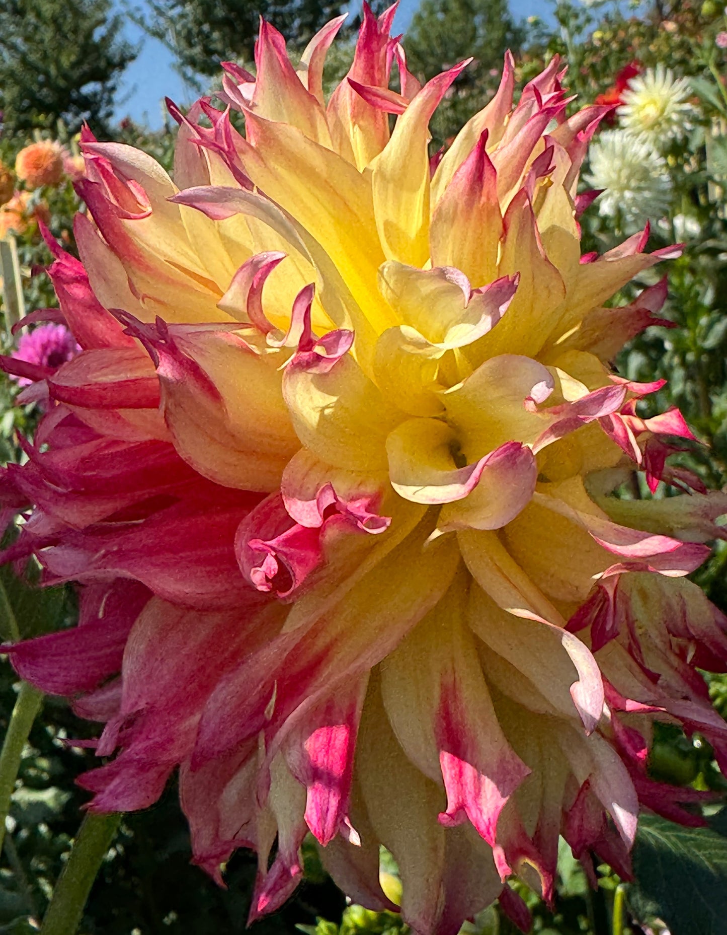 Bloomquist Boastful Dahlia