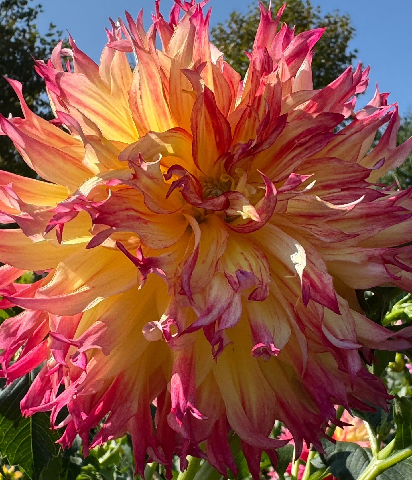 Bloomquist Boastful Dahlia