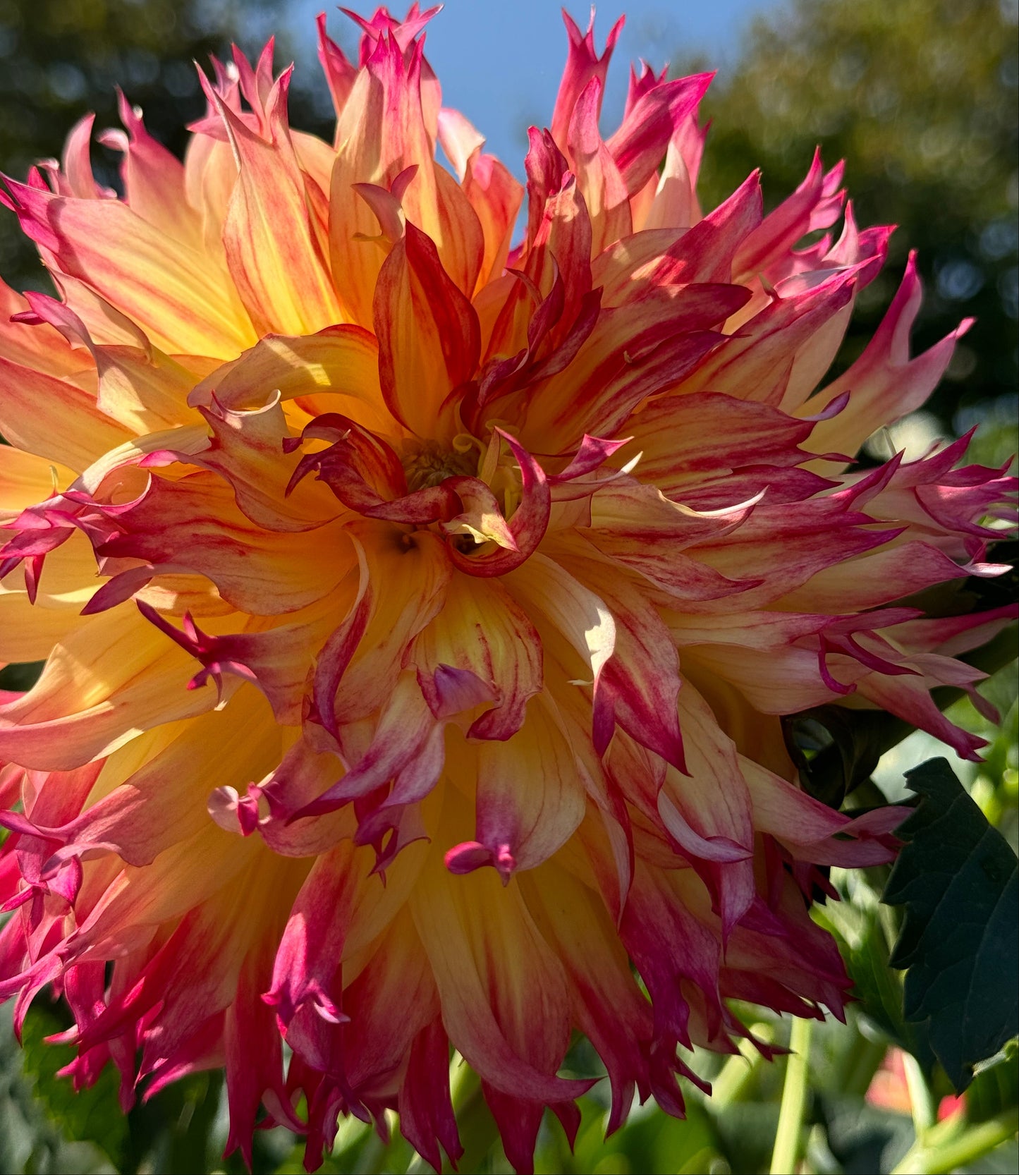 Bloomquist Boastful Dahlia