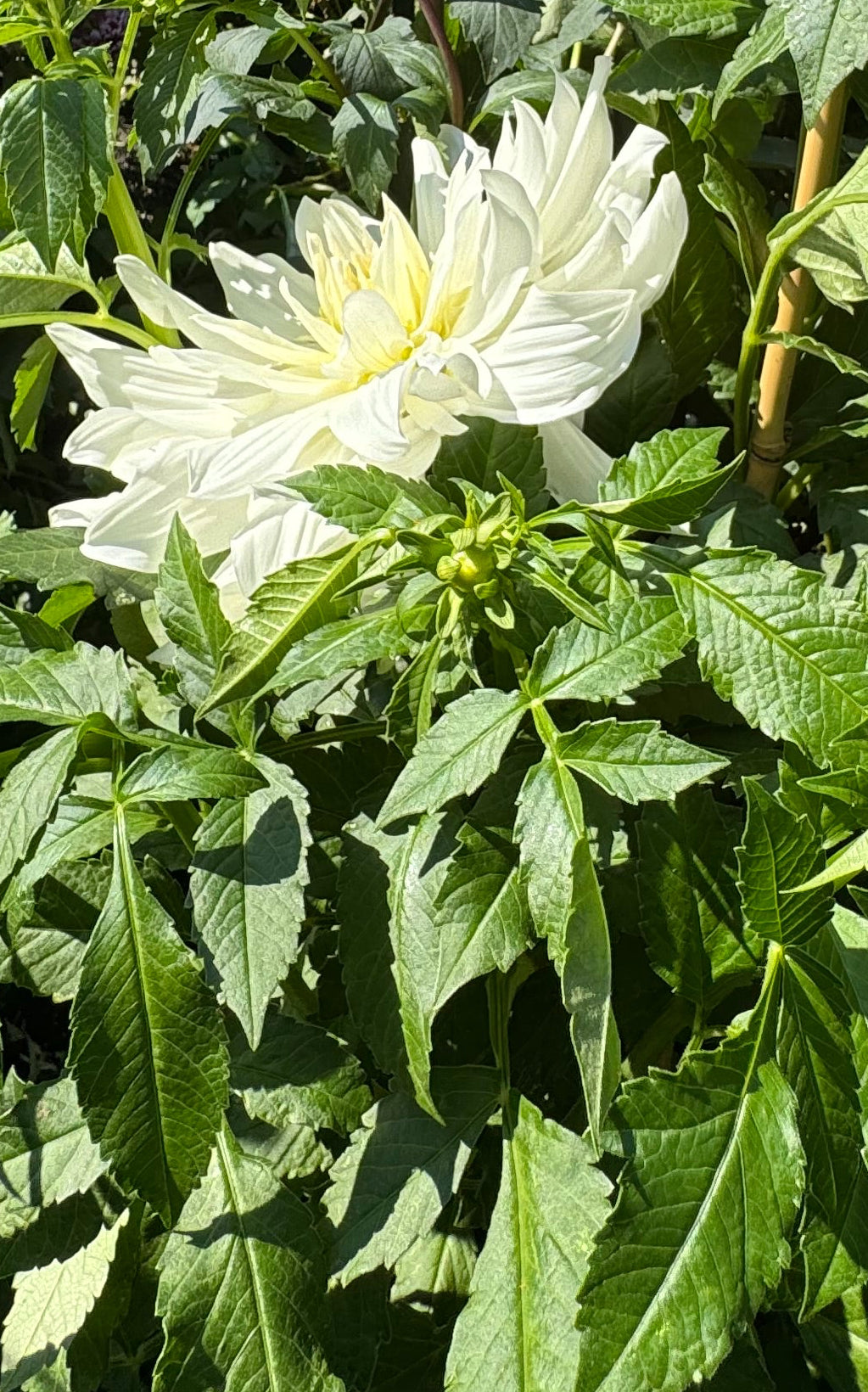 Iceberg Dahlia