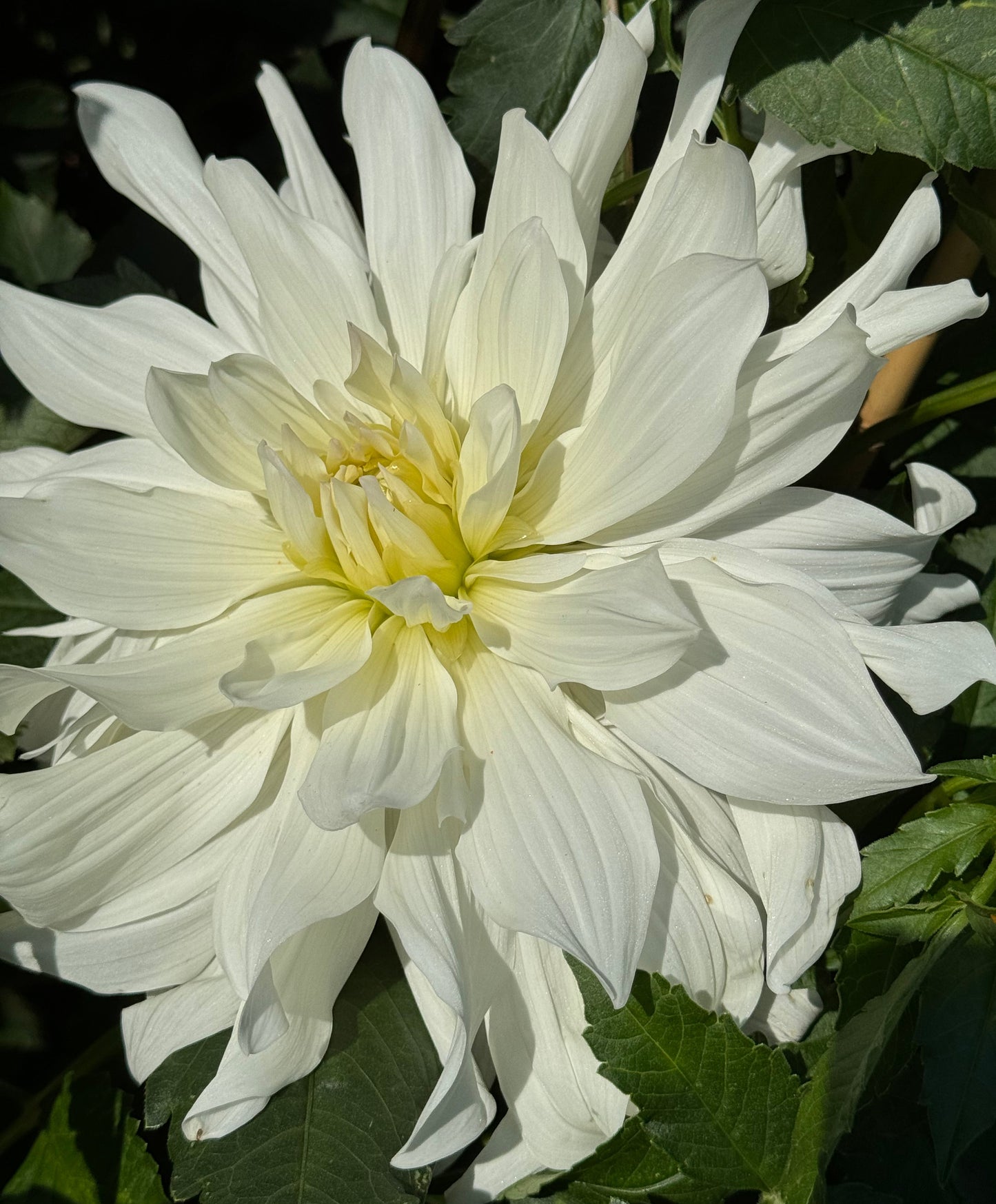 Iceberg Dahlia