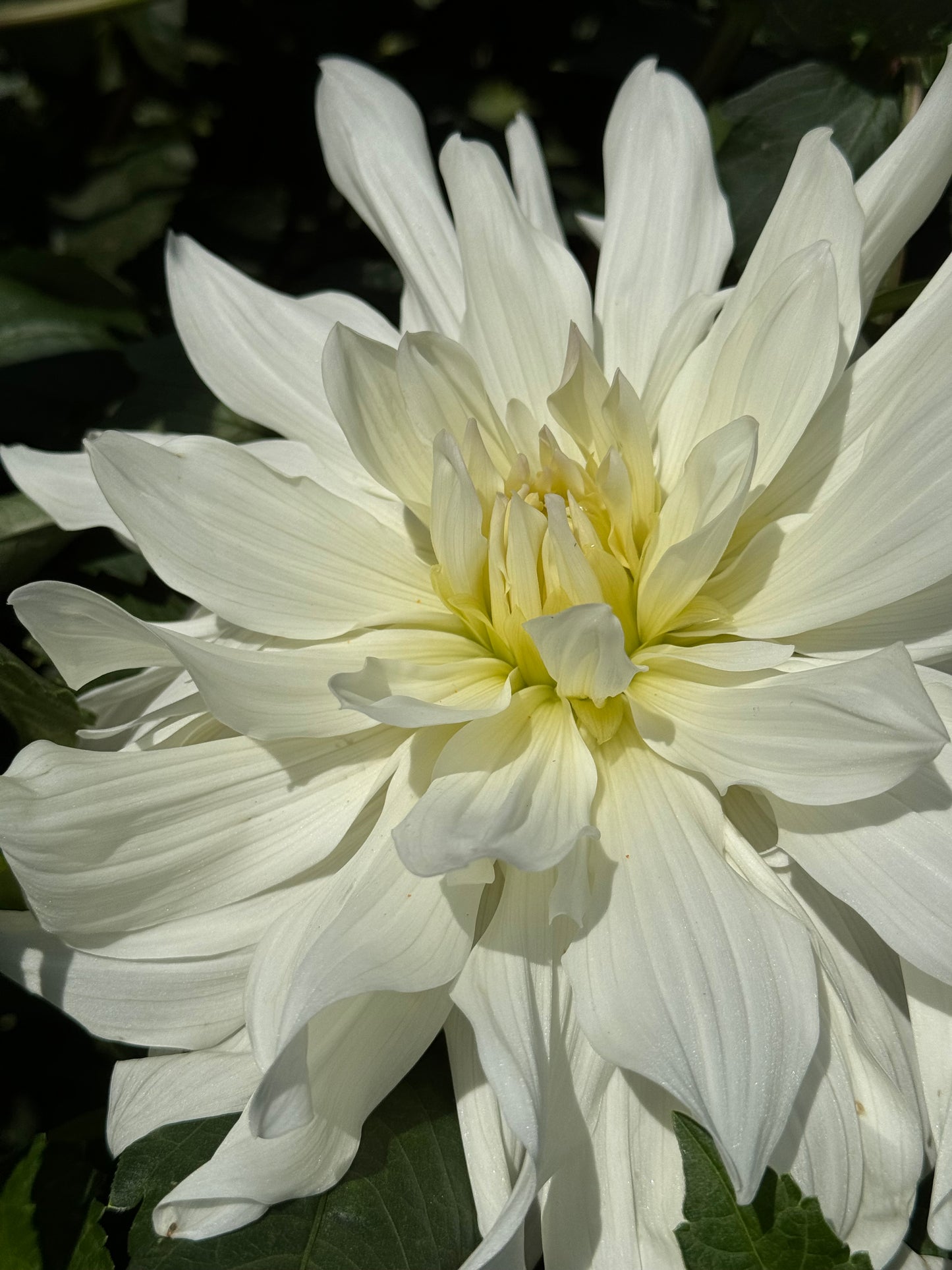 Iceberg Dahlia