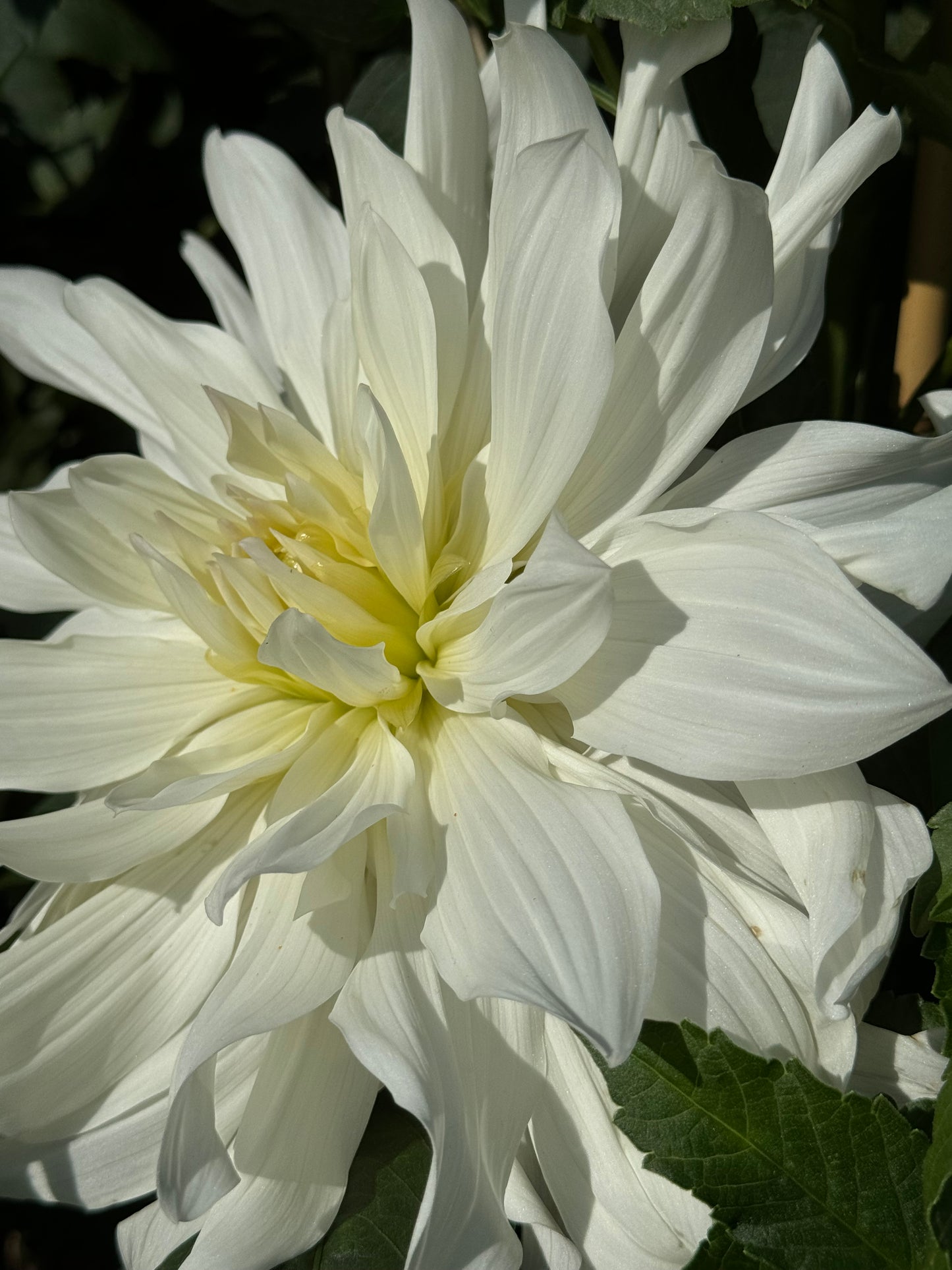 Iceberg Dahlia