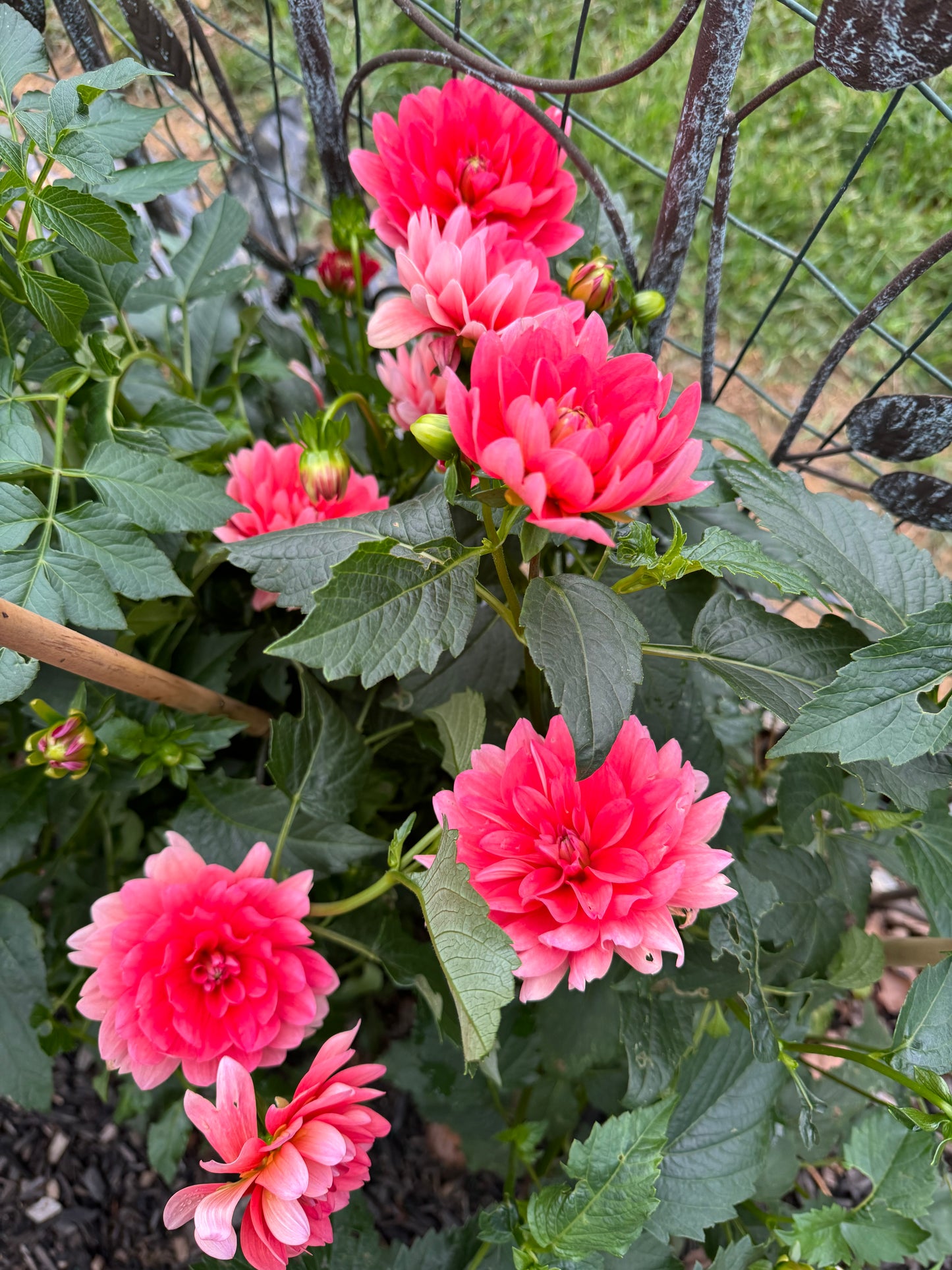 Pink Duches Dahlia