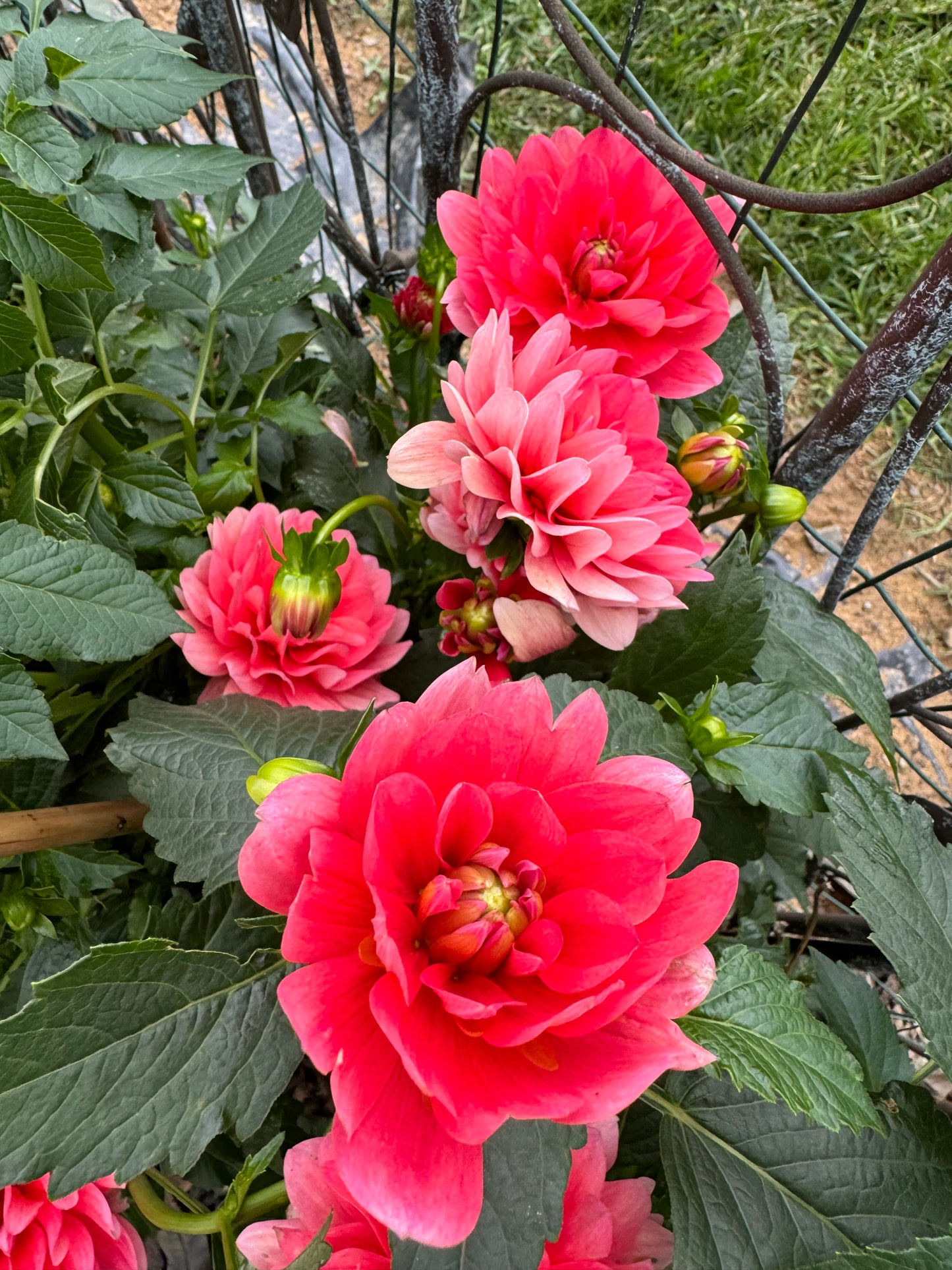 Pink Duches Dahlia