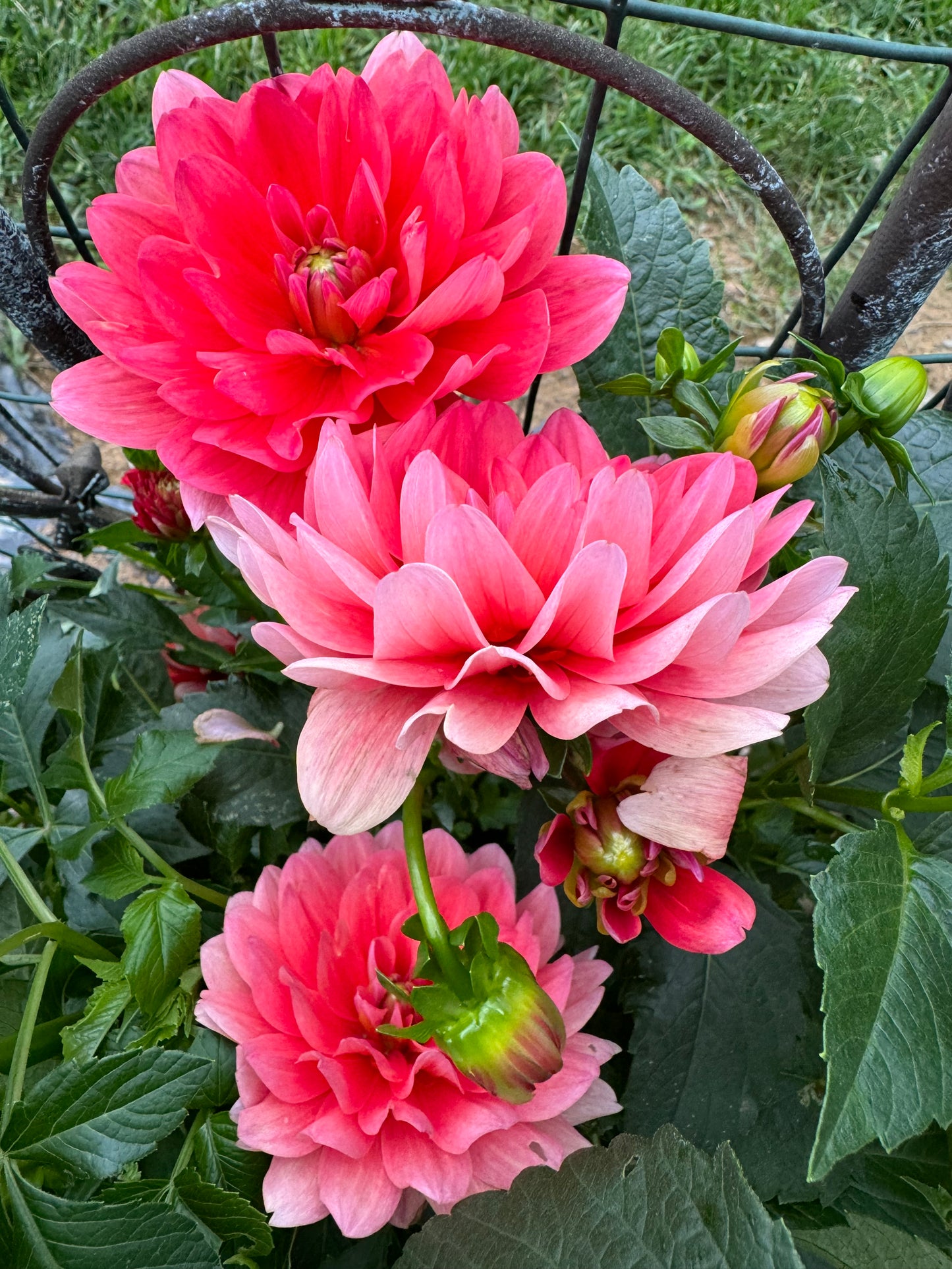 Pink Duches Dahlia