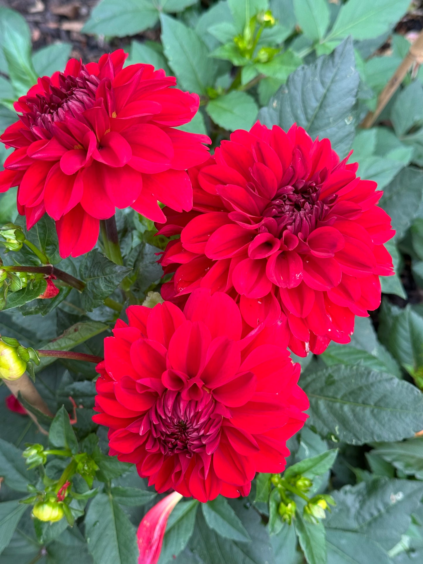 Michael M Dahlia