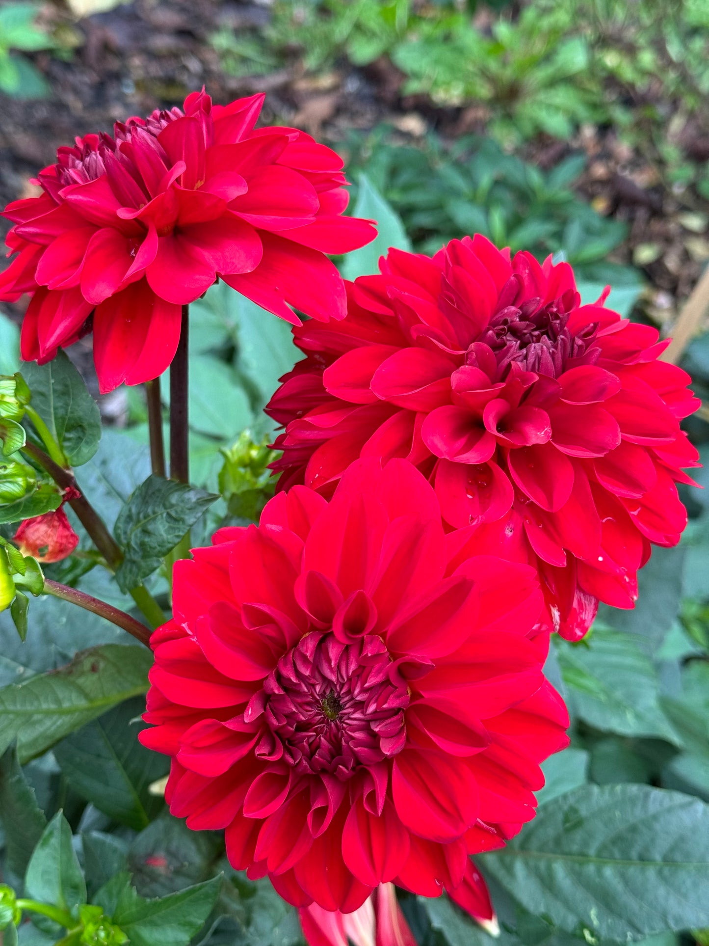Michael M Dahlia