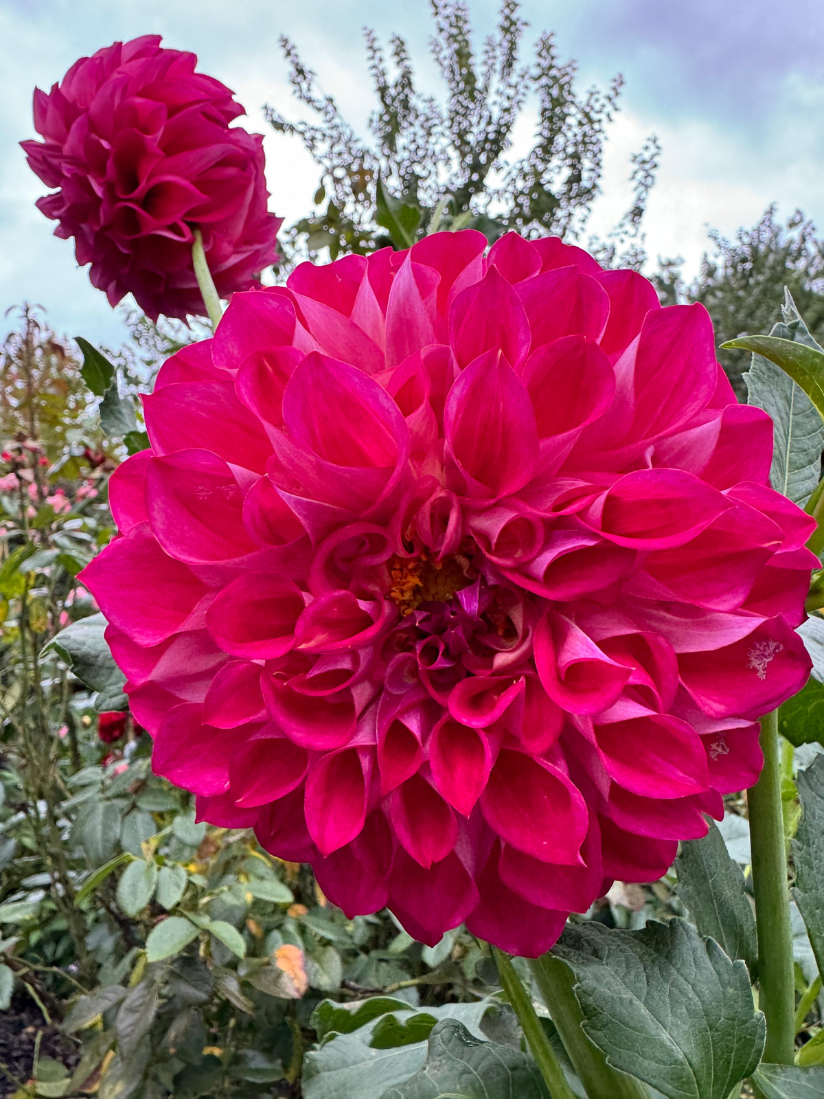 Phoenix Dahlia