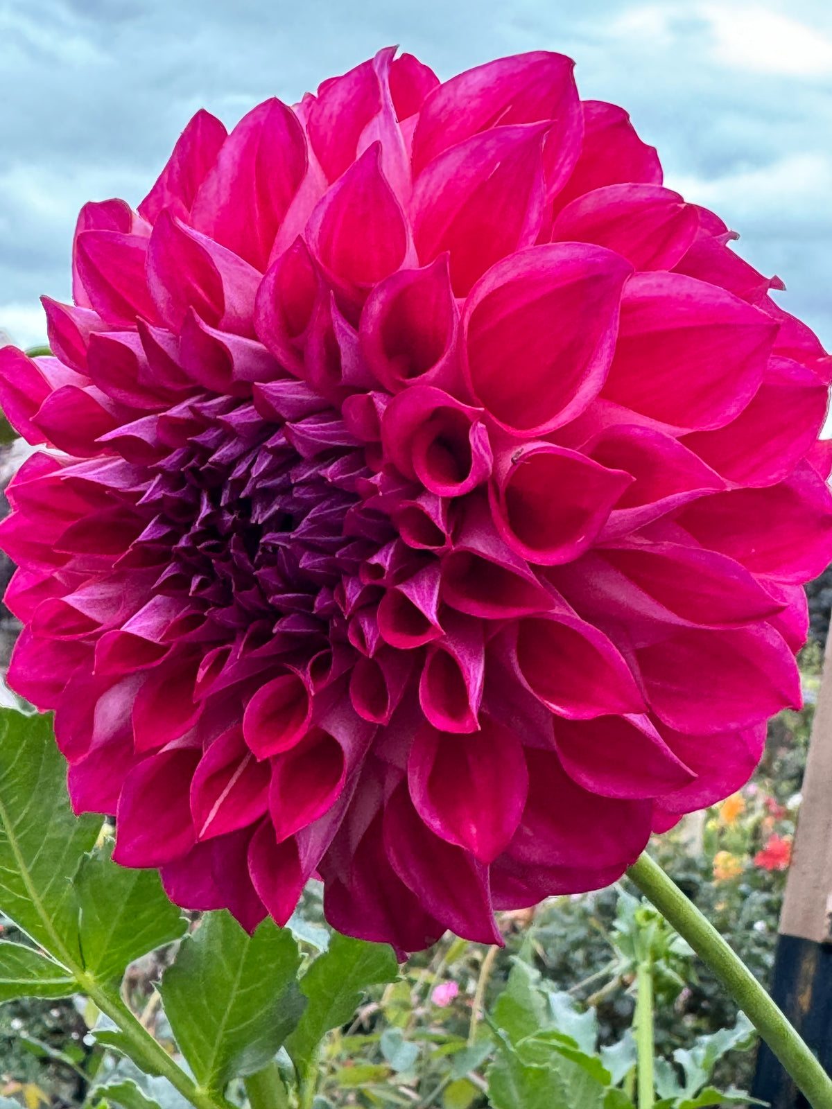 Phoenix Dahlia